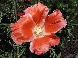 50+ Godetia Orange Flower Seeds- Orange Azaelaflora - Godetia Grandiflora- Orange Glory-Excellent Annual-Great for cutting-B441