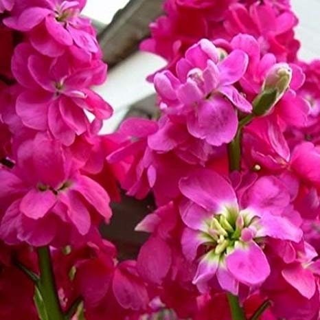 50+ Stock Deep Rose Flower Seeds-Matthiola Incana -Ten Week Deep Rose-Gilliflowers- Annual Beauty with sweet fragrance !-B446