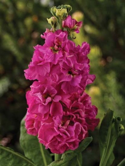 50+ Stock Deep Rose Flower Seeds-Matthiola Incana -Ten Week Deep Rose-Gilliflowers- Annual Beauty with sweet fragrance !-B446