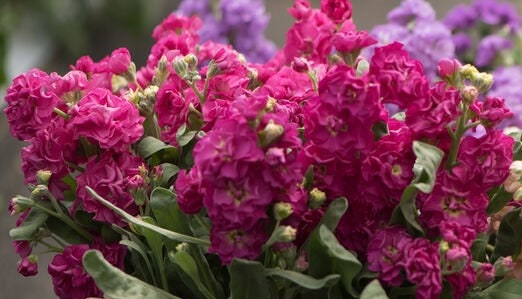 50+ Stock Deep Rose Flower Seeds-Matthiola Incana -Ten Week Deep Rose-Gilliflowers- Annual Beauty with sweet fragrance !-B446