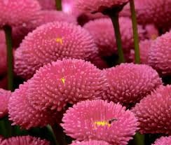 100+ English Daisy Bellis Rose Flower Seeds- Bellis Perennis English Daisy-Super Enorma-Excellent Hardy Perennial-B448