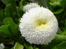 100+ English Daisy White Bellis Flower Seeds- Bellis Perennis English Daisy-White Super Enorma- Excellent Hardy Biennial--B450