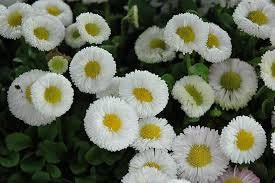 100+ English Daisy White Bellis Flower Seeds- Bellis Perennis English Daisy-White Super Enorma- Excellent Hardy Biennial--B450