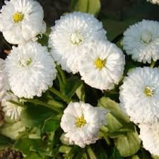 100+ English Daisy White Bellis Flower Seeds- Bellis Perennis English Daisy-White Super Enorma- Excellent Hardy Biennial--B450