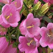 50+ Rare Canterbury Bells Rose-Pink Flower Seeds-Campanula Medium-Cup and Saucer Rose-Pink Flower-Elegant Biennial- Lovely Blooms-B454