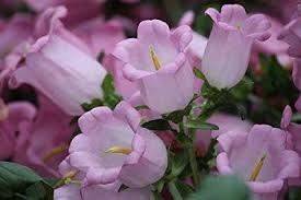 50+ Rare Canterbury Bells Rose-Pink Flower Seeds-Campanula Medium-Cup and Saucer Rose-Pink Flower-Elegant Biennial- Lovely Blooms-B454