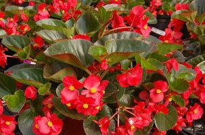 50+ Wax Begonia Red Flower Seeds- Begonia Semperflorens- Begonia Red Wax-Self Cleaning Annual-Great houseplants-B460