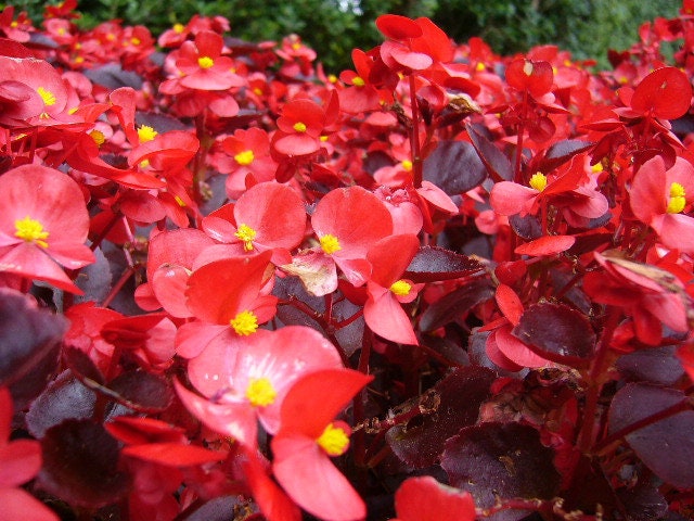 50+ Wax Begonia Red Flower Seeds- Begonia Semperflorens- Begonia Red Wax-Self Cleaning Annual-Great houseplants-B460