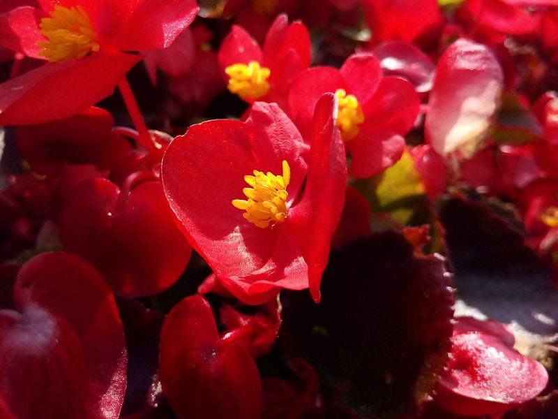 50+ Wax Begonia Red Flower Seeds- Begonia Semperflorens- Begonia Red Wax-Self Cleaning Annual-Great houseplants-B460