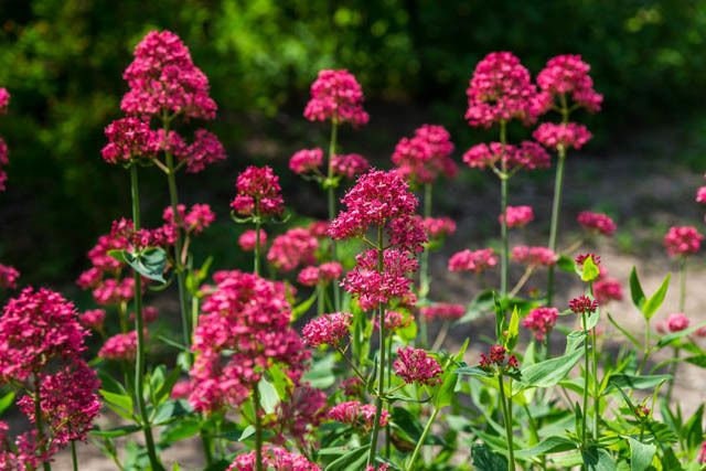 50+ Jupiter's Beard Mix Seeds-Centranthus Ruber Coccineus-Valerian plant-Drought Tolerant Perennial-Blooms for long- B461