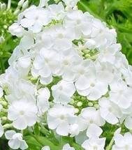 30+ Rare Phlox Drummondii White Flower Seeds- White Phlox Drummondii -White Nana Compacta-Annual Phlox -B463