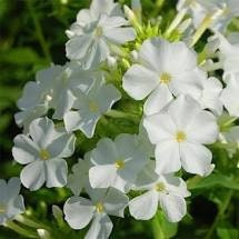 30+ Rare Phlox Drummondii White Flower Seeds- White Phlox Drummondii -White Nana Compacta-Annual Phlox -B463