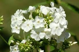 30+ Rare Phlox Drummondii White Flower Seeds- White Phlox Drummondii -White Nana Compacta-Annual Phlox -B463