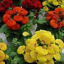 50+  Rare Mix Slipper Flower Seeds-Calceolaria Herbohybrida-Slipper Fascination Mix-Slipperwort-Pocket Book Plant-Exotic Annual Flower-B464