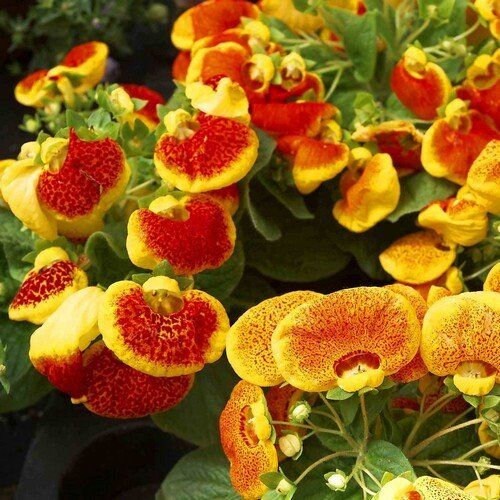 50+  Rare Mix Slipper Flower Seeds-Calceolaria Herbohybrida-Slipper Fascination Mix-Slipperwort-Pocket Book Plant-Exotic Annual Flower-B464