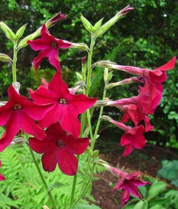 100+  Nicotiana Crimson Bedder Seeds- Nicotiana Alata-Beautiful Five-pointed Star Flower-Sweet-Scented Flower-Red Flowering Tobacco-B469