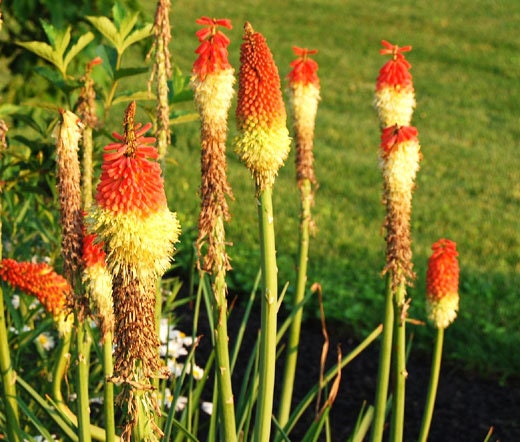 50+ Kniphofia Red Hot Poker Seeds-poker plant-knofflers--Kniphofia Uvaria-Attracts hummingbirds-Torch Lily Plant-Excellent Perennial-B670