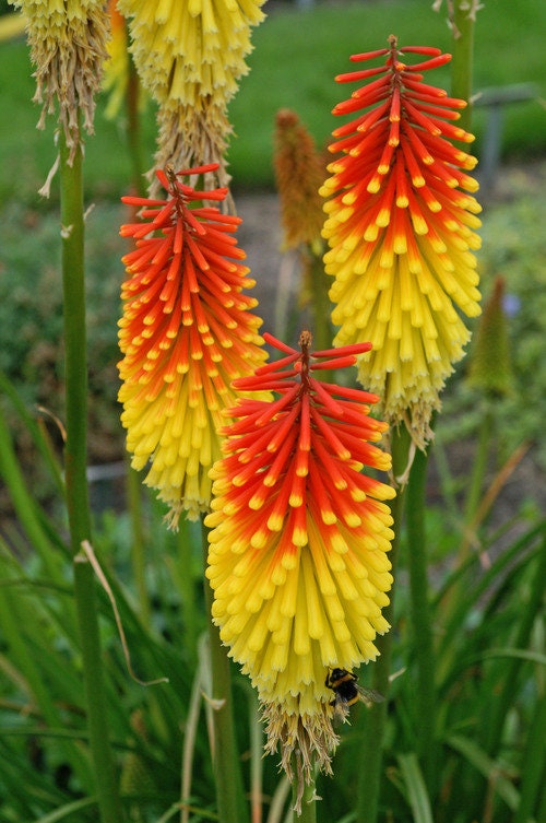 50+ Kniphofia Red Hot Poker Seeds-poker plant-knofflers--Kniphofia Uvaria-Attracts hummingbirds-Torch Lily Plant-Excellent Perennial-B670