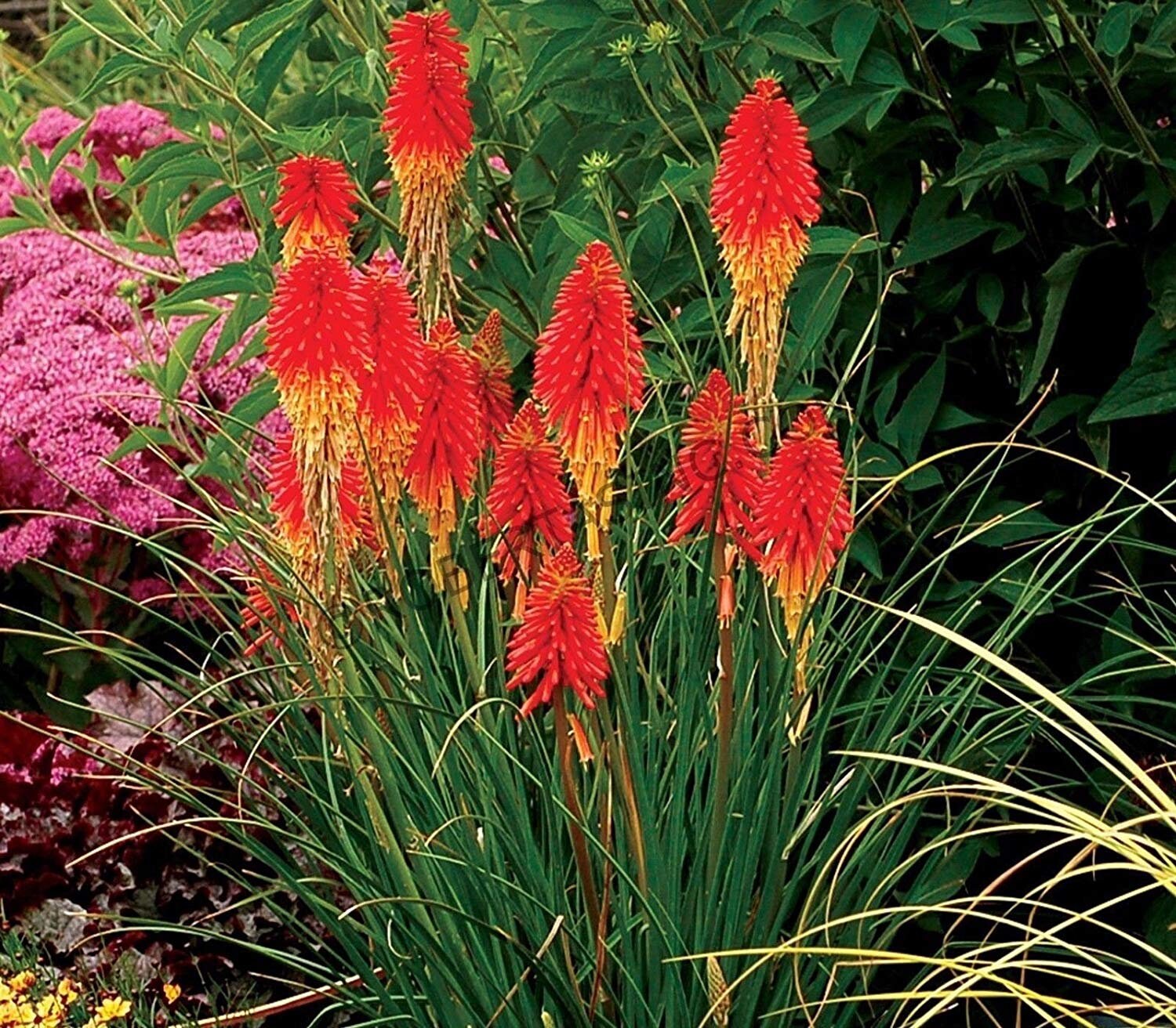 50+ Kniphofia Red Hot Poker Seeds-poker plant-knofflers--Kniphofia Uvaria-Attracts hummingbirds-Torch Lily Plant-Excellent Perennial-B670