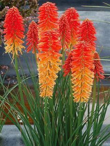 50+ Kniphofia Red Hot Poker Seeds-poker plant-knofflers--Kniphofia Uvaria-Attracts hummingbirds-Torch Lily Plant-Excellent Perennial-B670