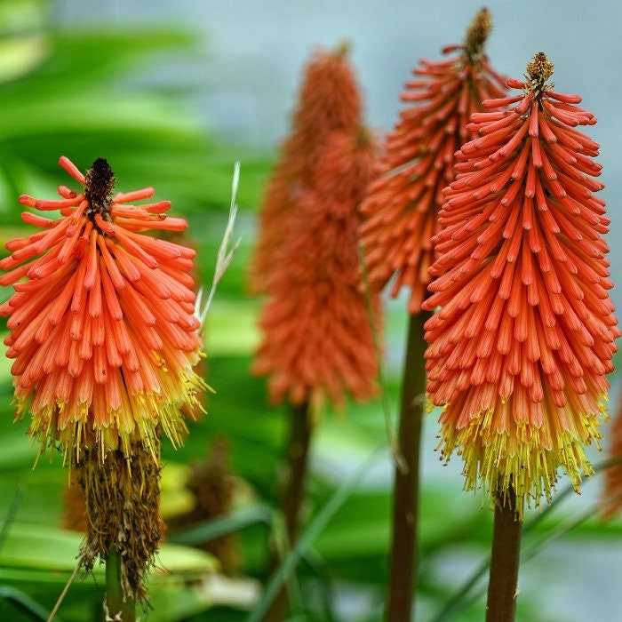 50+ Kniphofia Red Hot Poker Seeds-poker plant-knofflers--Kniphofia Uvaria-Attracts hummingbirds-Torch Lily Plant-Excellent Perennial-B670