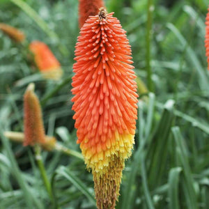 50+ Kniphofia Red Hot Poker Seeds-poker plant-knofflers--Kniphofia Uvaria-Attracts hummingbirds-Torch Lily Plant-Excellent Perennial-B670