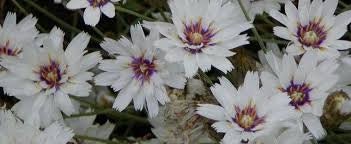 30+ White Cupid's Dart Flower Seeds-Catananche Caerulea-Love Potion-Rare Perennial-Beautiful Star like flower with purple-blue eyes-B471