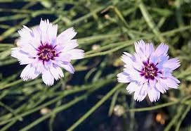 30+ White Cupid's Dart Flower Seeds-Catananche Caerulea-Love Potion-Rare Perennial-Beautiful Star like flower with purple-blue eyes-B471