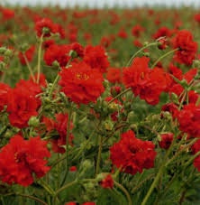 100+  Rare Geum Flower Seeds-Geum Chiloense Flower Seeds-Mrs Bradshaw- Award Winner-B472