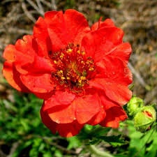 100+  Rare Geum Flower Seeds-Geum Chiloense Flower Seeds-Mrs Bradshaw- Award Winner-B472