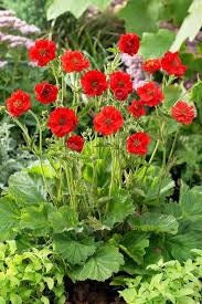 100+  Rare Geum Flower Seeds-Geum Chiloense Flower Seeds-Mrs Bradshaw- Award Winner-B472