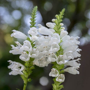 50+ Obedient Plant Seeds-False Dragonhead- Physostegia virginiana-Great Cut Flower-Excellent Perennial-White Obedient Plant-B673