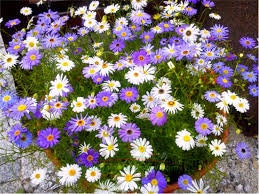 100+  Swan River Mix Daisy Flower Seeds-Brachyscome Iberidifolia-Colorful Annual-B478