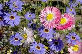 100+  Swan River Mix Daisy Flower Seeds-Brachyscome Iberidifolia-Colorful Annual-B478