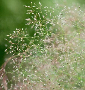 200+  Cloud Grass Plant Seeds-AGROSTIS NEBULOSA-Drought tolerant and Beautiful Ornamental Grass Plant-Unique Annual-G044