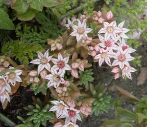 50+ Spanish Stonecrop Seeds-SEDUM HISPANICUM- Drought Tolerant Low Maintenance Ground Cover Succulent Seeds--C077