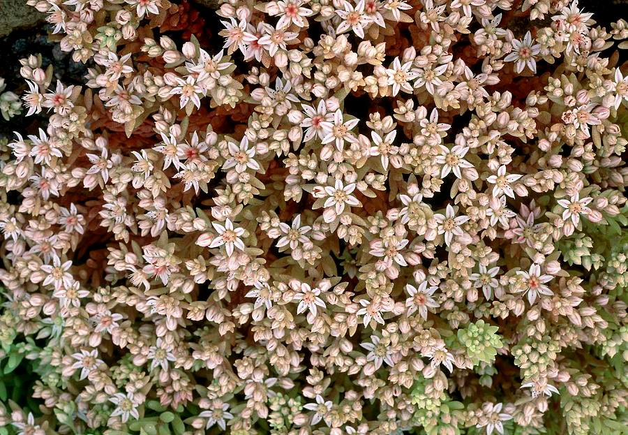 50+ Spanish Stonecrop Seeds-SEDUM HISPANICUM- Drought Tolerant Low Maintenance Ground Cover Succulent Seeds--C077