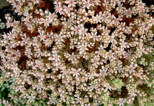 50+ Spanish Stonecrop Seeds-SEDUM HISPANICUM- Drought Tolerant Low Maintenance Ground Cover Succulent Seeds--C077