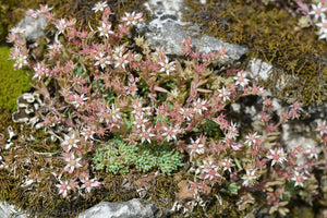 50+ Spanish Stonecrop Seeds-SEDUM HISPANICUM- Drought Tolerant Low Maintenance Ground Cover Succulent Seeds--C077