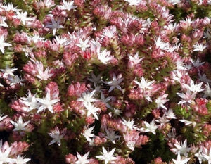 50+ Spanish Stonecrop Seeds-SEDUM HISPANICUM- Drought Tolerant Low Maintenance Ground Cover Succulent Seeds--C077