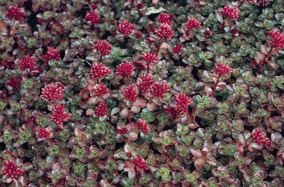 100+ Stonecrop Dragon's Blood Seeds-Sedum  Dragon's Blood-SPURIUM COCCINEUM- Perennial Succulent Ground Cover-C068