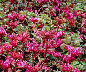 100+ Stonecrop Dragon's Blood Seeds-Sedum  Dragon's Blood-SPURIUM COCCINEUM- Perennial Succulent Ground Cover-C068