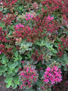 100+ Stonecrop Dragon's Blood Seeds-Sedum  Dragon's Blood-SPURIUM COCCINEUM- Perennial Succulent Ground Cover-C068