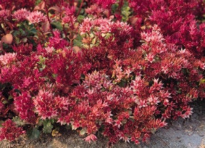 100+ Stonecrop Dragon's Blood Seeds-Sedum  Dragon's Blood-SPURIUM COCCINEUM- Perennial Succulent Ground Cover-C068