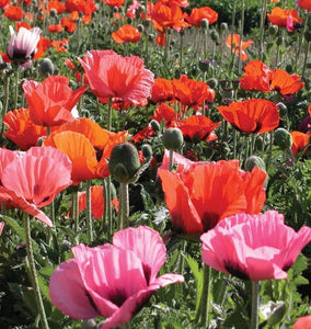 100+ Oriental Mix Poppy Flower Seeds-Colorful and Beautiful Perennial- Papaver Orientale-Oriental Poppies-B486