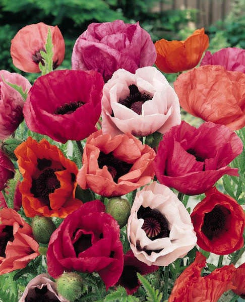 100+ Oriental Mix Poppy Flower Seeds-Colorful and Beautiful Perennial- Papaver Orientale-Oriental Poppies-B486