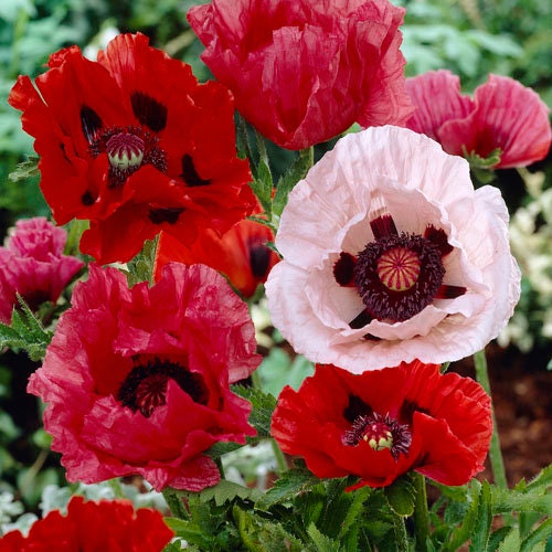 100+ Oriental Mix Poppy Flower Seeds-Colorful and Beautiful Perennial- Papaver Orientale-Oriental Poppies-B486