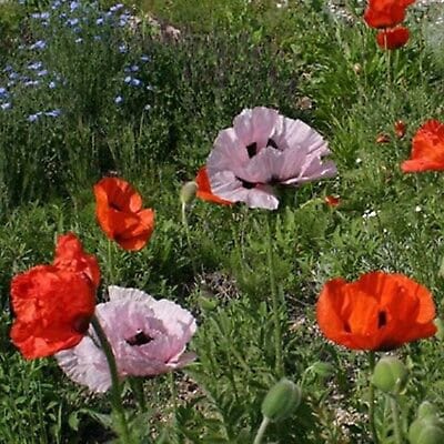 100+ Oriental Mix Poppy Flower Seeds-Colorful and Beautiful Perennial- Papaver Orientale-Oriental Poppies-B486