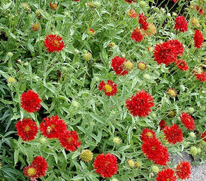 25+ Red Blanket Flower Seeds--Sundance Red Gaillardia-Great Annual-Gaillardia Pulchella-B488