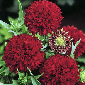 25+ Red Blanket Flower Seeds--Sundance Red Gaillardia-Great Annual-Gaillardia Pulchella-B488